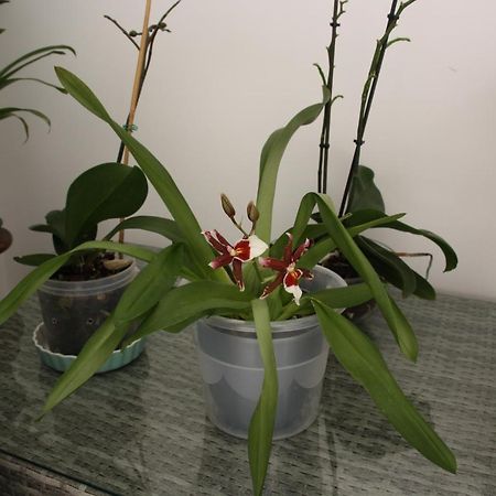 ヴィラ・レアル・デ・サント・アントニオHouse Of Orchids With Patioアパートメント エクステリア 写真